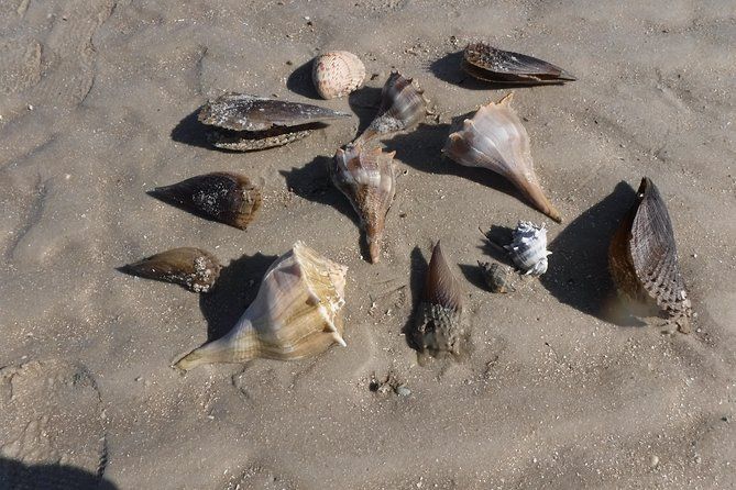 2-hour Shelling Boat Tour in the 10,000 Islands