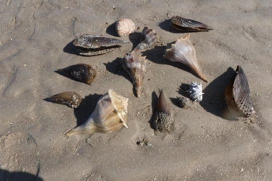 2-hour Shelling Boat Tour in the 10,000 Islands