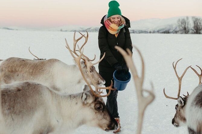Reindeer Feeding and Sami Culture Including Lunch from Tromso