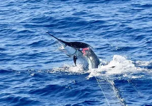 Half Day Afternoon Angler Charter