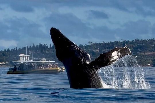 WHALES GUARANTEED Maui Whale Watching Makai Adventures