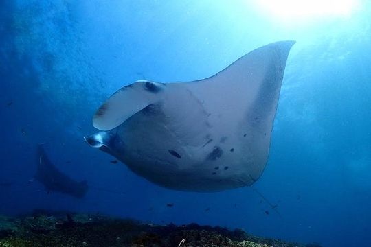Scuba Diving in Nusa Penida - Manta Point