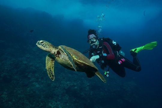 2-Tank Maui Turtle Scuba Dive or Snorkel Boat Tour