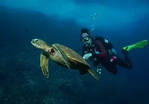 2-Tank Maui Turtle Scuba Dive or Snorkel Boat Tour