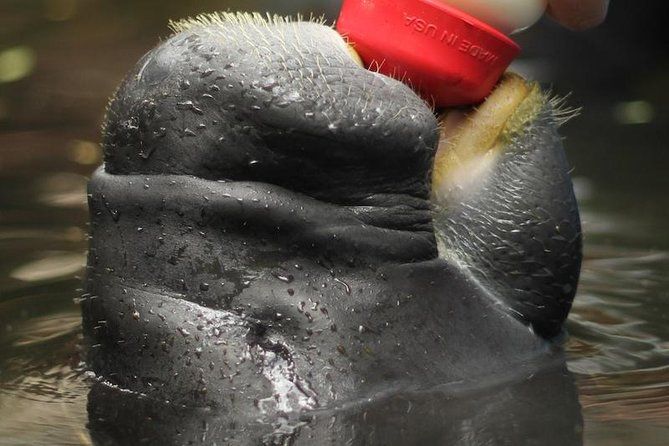 Amazon Rescue Center - Manatees Conservation Center Admission Ticket
