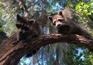 Guided Boat Tour of New Orleans Bayou