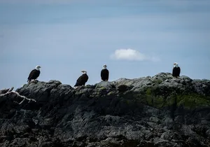 Lighthouse, Totems & Eagles Excursion (Ketchikan)