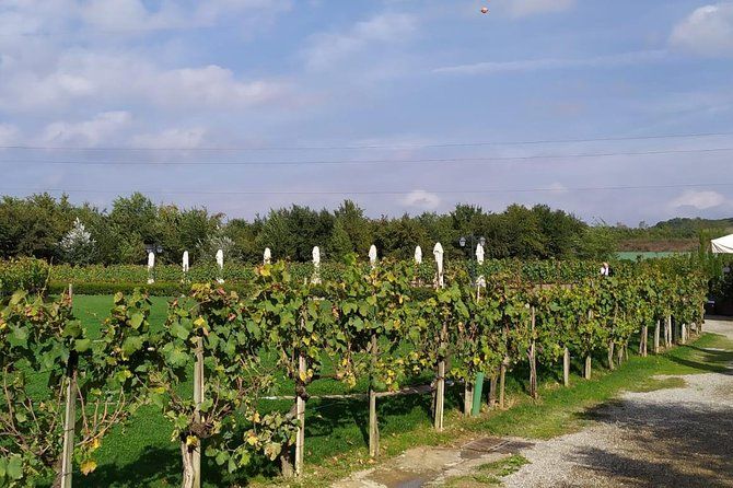 Siena and San Gimignano from Rome: Wine Tasting Tour in Tuscany