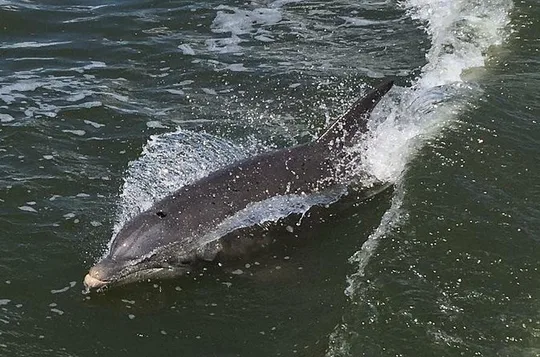 Wildlife Tour of Indian River Lagoon with Experienced Captain