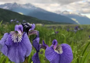 Private luxury shore excursion Skagway, AK to Emerald Lake, Yukon.
