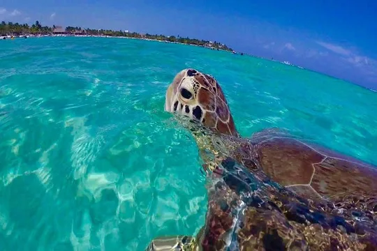 Snorkel St. John Tour from Sapphire and Margaritaville