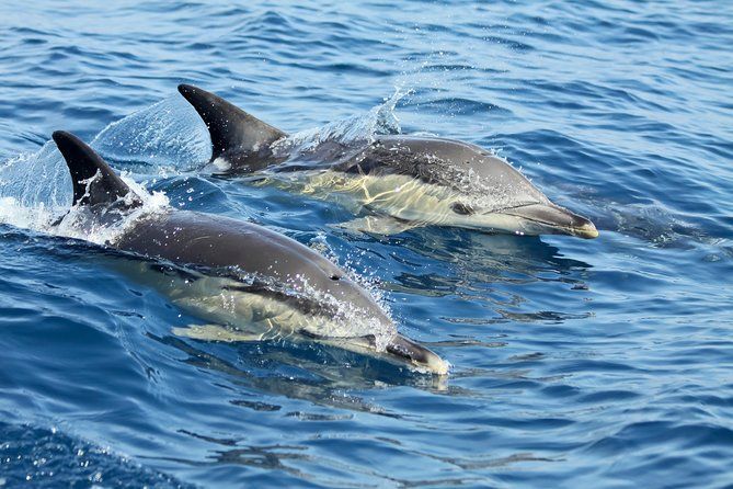 Lisbon: Dolphin Watching with a Marine Biologist - Ocean Safari
