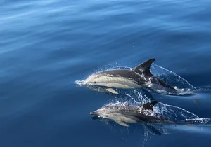 No chase Whale & Dolphin tour putting Marine Life first - we care