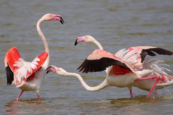 Birding & Photography Day Trip to Doñana from Seville