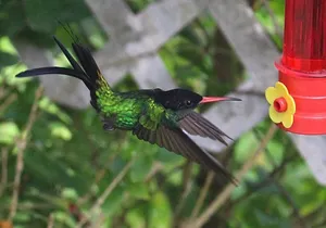 Skip the Line: Ahhh Ras Natango Gallery and Garden Admission Tickets