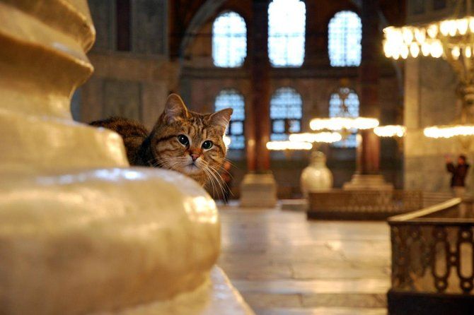 Istanbul Highlights: Half Day Morning Tour