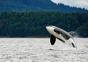 Juneau Whale Watching and Salmon Bake