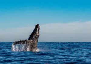 Private Whale Watching Sailing Adventure