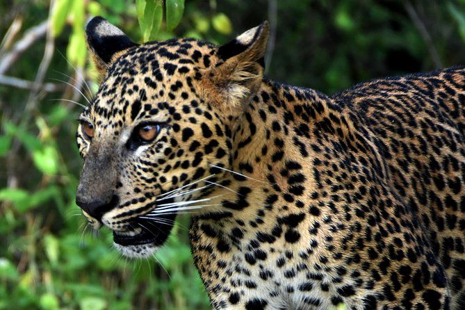 Private Tour : YALA National Park with Experienced Driver and Guide