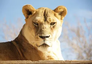 Lion Habitat Ranch Admission Ticket in Las Vegas