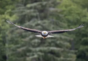 Ketchikan Whale Watching and Nature Tour