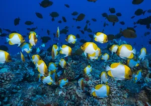 Small Group Coral Gardens Snorkel & Waterslide Adventure