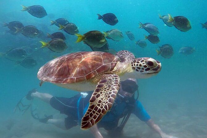 Beginner Scuba Diving with Turtles and Free Videos, San Juan
