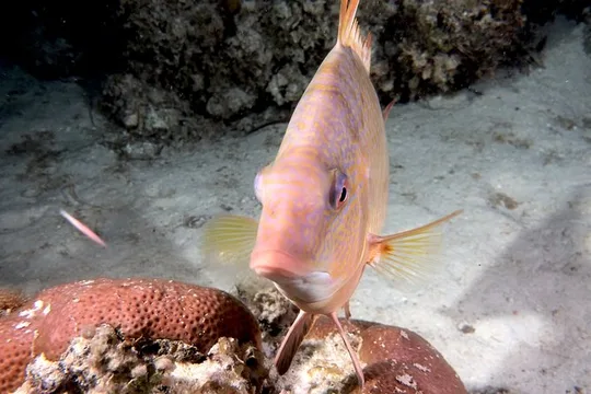 No Experience Required to Discover Scuba in Florida