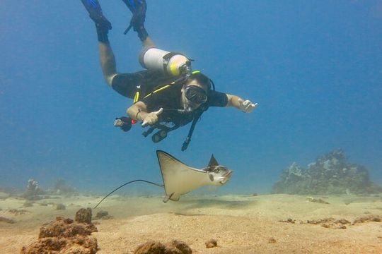 Guided Scuba Dive in Lahaina: Certified