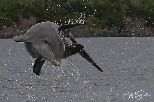 10,000 Islands Excursion Small-Group 3.5 hour Dolphin & Shelling Boat Tour
