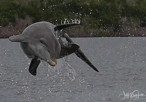 10,000 Islands Excursion Small-Group 3.5 hour Dolphin & Shelling Boat Tour