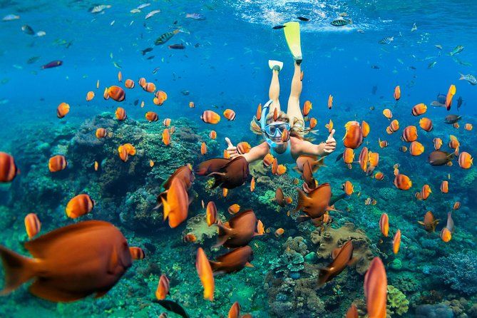 Snorkel & Swim with Turtles. Semi Private Tour to Buck Island & Honeymoon Beach