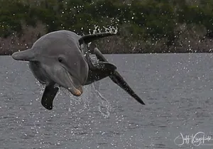 Marco Island 2 hour Dolphin, Birding and Shelling tour