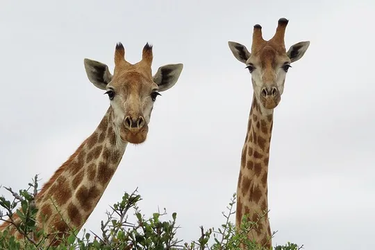 Wildlife Safari, Olive, Beer/Wine Tasting Day Tour from Cape Town