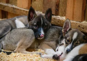 Musher's Camp and S'more Roasting Experience