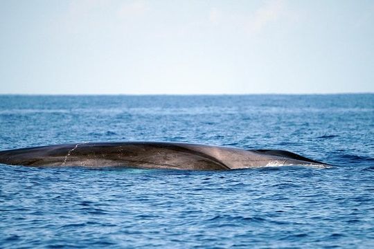 Whale Watching Eco-Adventure from Costa Adeje