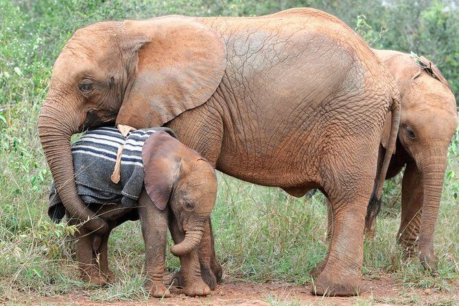 Elephant Orphanage & Giraffe Centre Tour