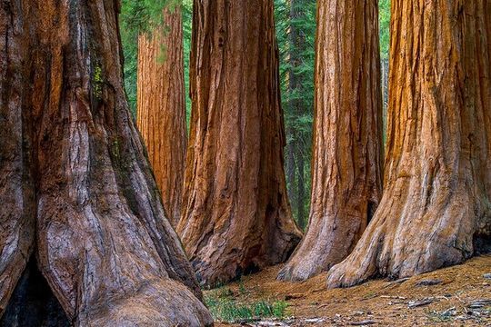 Giant Redwoods Tour Including a 5-Course Winery Lunch