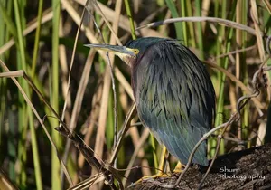 Everglades Kayak Safari Adventure Through Mangrove Tunnels