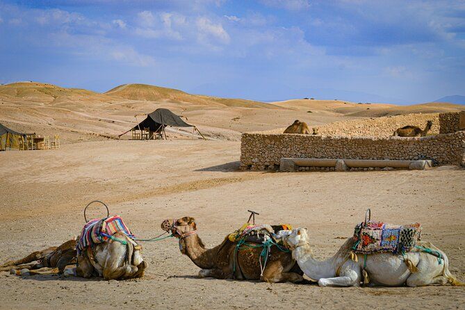 Quad, camel and dinner with show in the desert of Agafay