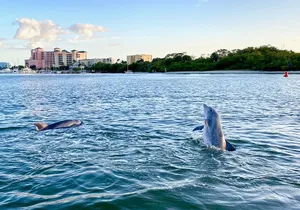 Dolphin Tiki Cruise around Fort Myers Beach