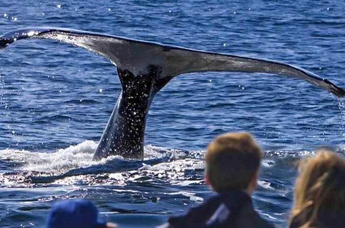 Waitukubuli Dolphin and Whale Watch in Dominica