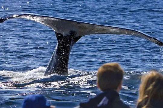 Waitukubuli Dolphin and Whale Watch in Dominica