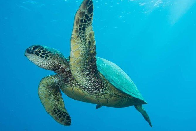 Maui Certified Shore Diving from Lahaina