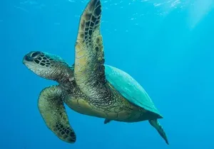 Maui Certified Shore Diving from Lahaina