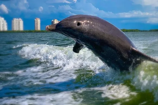 Dolphin Tours - Fort Myers Beach / Naples