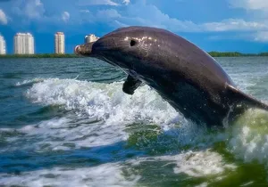 Dolphin Tours - Fort Myers Beach / Naples
