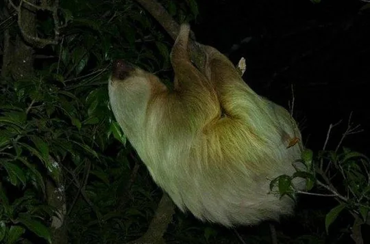 Monteverde Cloud Forest Night Wildlife Experience