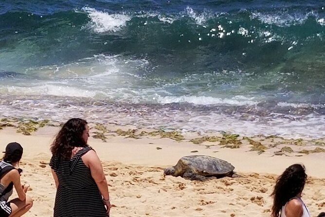 Northshore,Kailua,or Honolulu Private Luxury Circle Island Tour
