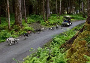 Visit to Musher's Camp® & Sled Dog Discovery in Juneau Alaska